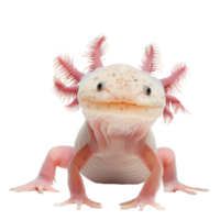Axolotl pet side view full body isolate on transparency background png