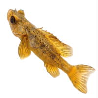 Mollies fish front view full body isolate on transparency background png