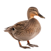 Gadwall bird front view full body isolate on transparency background png