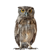 Potoo bird front view full body isolate on transparency background png