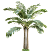 palm tree with large flat leaves isolate on transparency background png