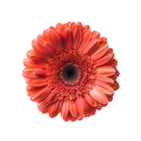 Gerbera Daisy flower top view full length isolate on transparency background png