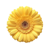 Gerbera Daisy flower isolate on transparency background png