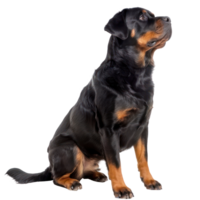 Rottweilers side view full body isolate on transparency background png