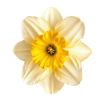 Daffodil flower top view full length isolate on transparency background png