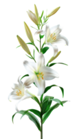 Easter lily branch and flower isolate on transparency background png