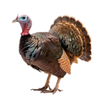 Turkey bird side view full body isolate on transparency background png