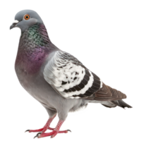 Pigeon side view full body isolate on transparency background png