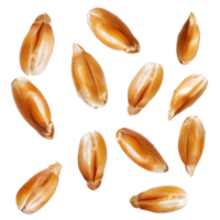 floating peeled ripe wheat seed isolate on transparency background png