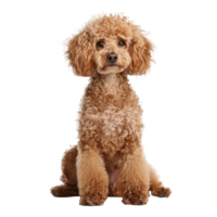 Poodles front view full body isolate on transparency background png