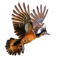 Hoatzin bird fly full body isolate on transparency background png
