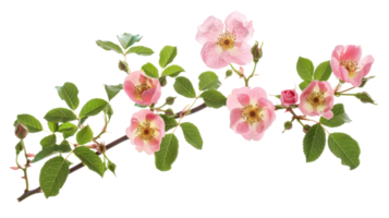 wild rose branch isolate on transparency background png