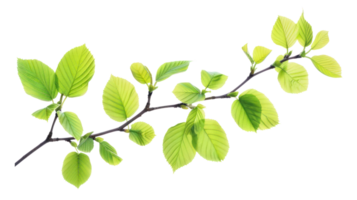 Bright green Spring leaves branch isolate on transparency background png