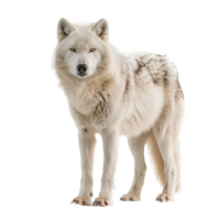 Arctic Wolf front view full body isolate on transparency background png