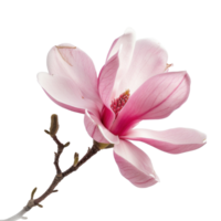 Magnolia flower front view full length isolate on transparency background png