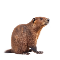 Biber Seite Aussicht voll Körper isolieren auf Transparenz Hintergrund png