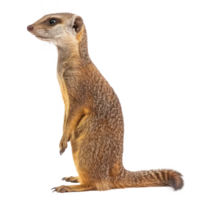 Mongoose side view full body isolate on transparency background png