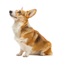 Corgis side view full body isolate on transparency background png
