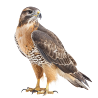 Hawk front view full body isolate on transparency background png