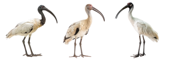 Ibis full body isolate on transparency background png