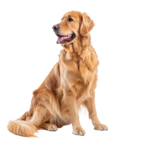 Golden Retrievers side view full body isolate on transparency background png