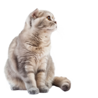 Scottish Folds cat side view full body isolate on transparency background png