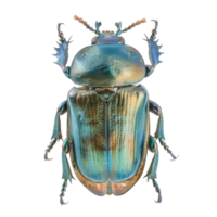 Scarabs front view full body isolate on transparency background png