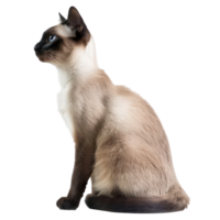 Siamese Cats side view full body isolate on transparency background png