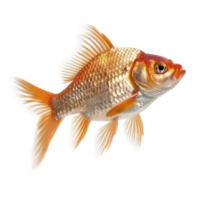 Fish front view full body isolate on transparency background png