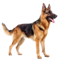 German Shepherds side view full body isolate on transparency background png