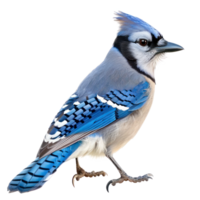 Blue jay bird side view full body isolate on transparency background png