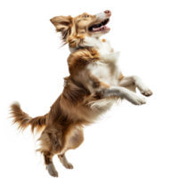 floated dog jumping gesture try to bite something in the air isolate on transparency background png