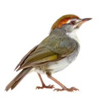 Tailorbird side view full body isolate on transparency background png