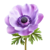 Anemone flower isolate on transparency background png
