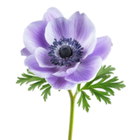 Anemone flower front view full length isolate on transparency background png