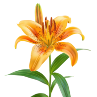 Lily flower front view full length isolate on transparency background png