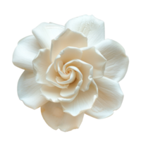 Gardenia flower top view full length isolate on transparency background png