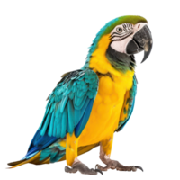 Macaw side view full body isolate on transparency background png