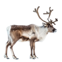Reindeer full body isolate on transparency background png