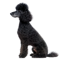 Poodles side view full body isolate on transparency background png
