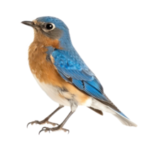 Bluebird side view full body isolate on transparency background png