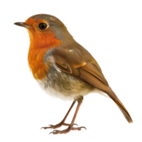 Robin bird side view full body isolate on transparency background png