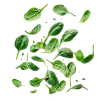 floated many Fresh spinach falling isolate on transparency background png