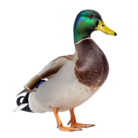 Mallard bird front view full body isolate on transparency background png
