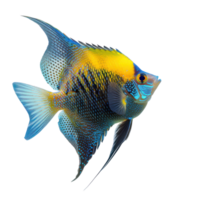 Angelfish side view full body isolate on transparency background png