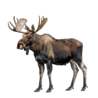 Moose full body isolate on transparency background png