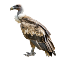 Vulture side view full body isolate on transparency background png