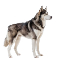 Huskies side view full body isolate on transparency background png