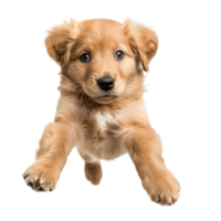 floating full body puppy isolate on transparency background png
