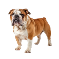 Bulldogs front view full body isolate on transparency background png
